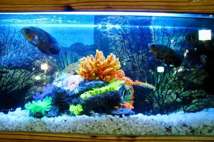 Is Acrylic Paint Safe For Aquariums