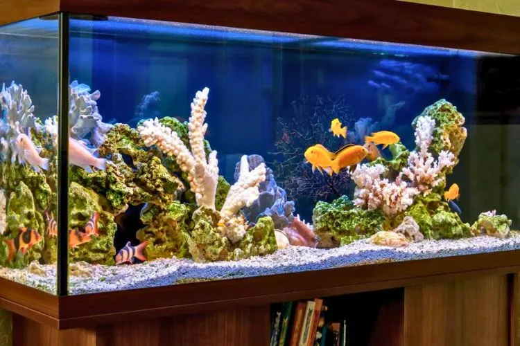 What is the best acrylic paint for a fish tank